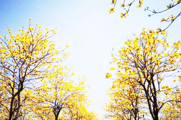 落叶乔木有哪些？常年品种和观赏价值介绍